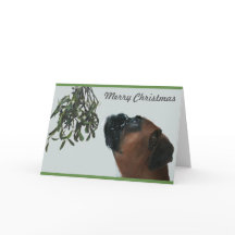 Jolie de chien de boxe avec Mistletoe