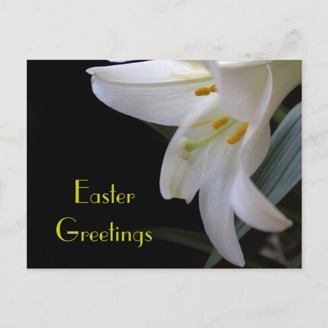 Cartes Pour Fêtes Annuelles Jolie fleur de lys blanc Salutations de Pâques (Devant)