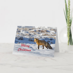 Cartes Pour Fêtes Annuelles Jolie photo de neige Fox Noël