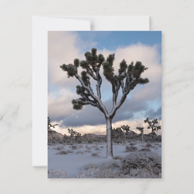 Cartes Pour Fêtes Annuelles Joshua Tree Snowy Matin #2 (Devant)