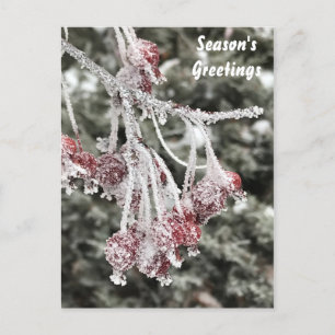 Cartes Pour Fêtes Annuelles Joyau rouge givré Crabappier Arbre Berries Fête