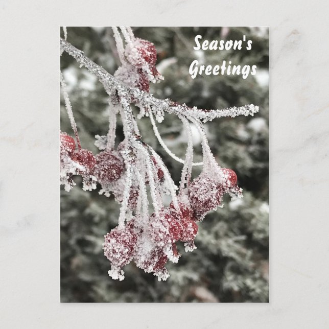 Cartes Pour Fêtes Annuelles Joyau rouge givré Crabappier Arbre Berries Fête (Devant)