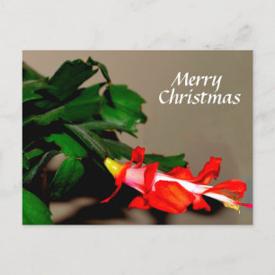 Cartes Pour Fêtes Annuelles Joyeux Cactus de Noël