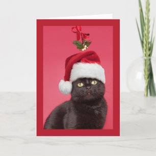Cartes Pour Fêtes Annuelles Joyeux Noël à tous les chats sous le gui