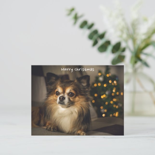 Cartes Pour Fêtes Annuelles Joyeux Noël animal/chien Chihuahua (Debout devant)