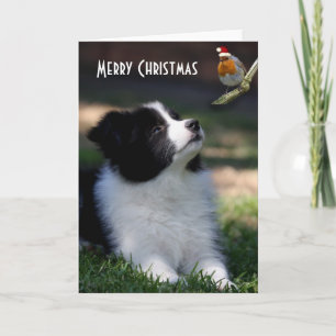 Cartes Pour Fêtes Annuelles Joyeux Noël Bébé Bordure Collie