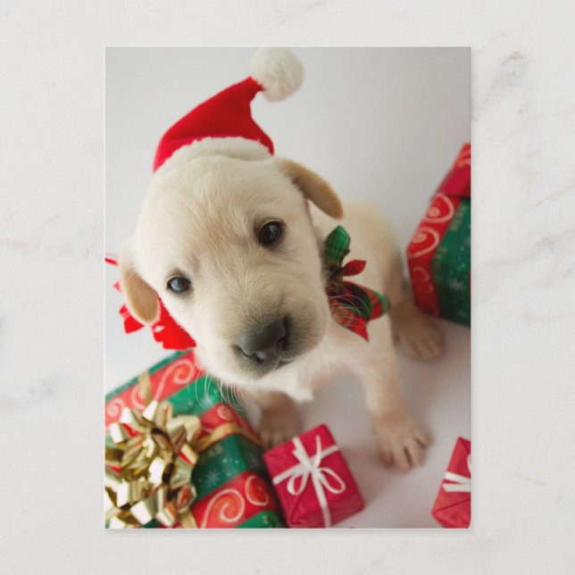 Cartes Pour Fêtes Annuelles Joyeux Noël - chiot mignon de Labrador (Devant)