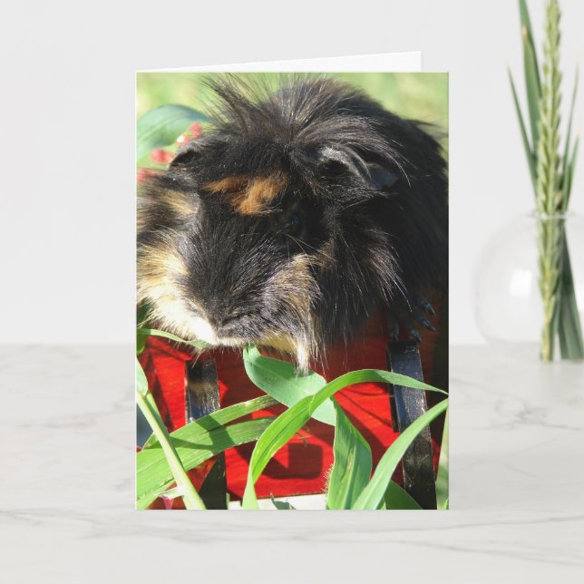 Cartes Pour Fêtes Annuelles Joyeux Noël !  Cobaye (Devant)