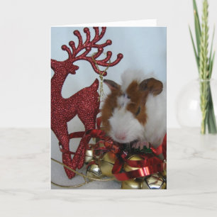Cartes Pour Fêtes Annuelles Joyeux Noël! Cochon de Guinée avec rennes