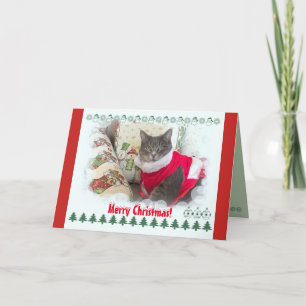 Cartes Pour Fêtes Annuelles Joyeux Noël de jolie chatte