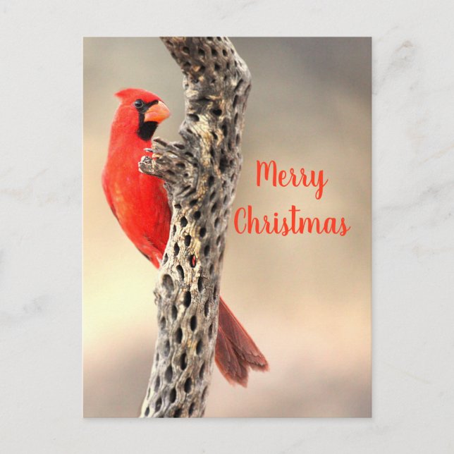 Cartes Pour Fêtes Annuelles Joyeux Noël de la Caroline du Nord (Devant)