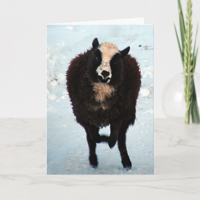 Cartes Pour Fêtes Annuelles Joyeux Noël de moutons noirs de brebis (Devant)
