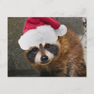Cartes Pour Fêtes Annuelles Joyeux Noël Raccoon