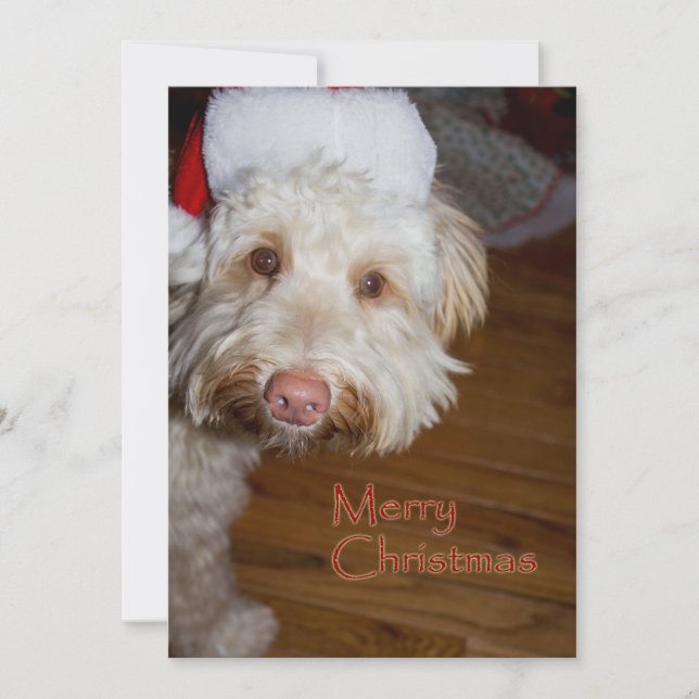 Cartes Pour Fêtes Annuelles Joyeux Noël un Labradoodle avec un casquette de (Devant)