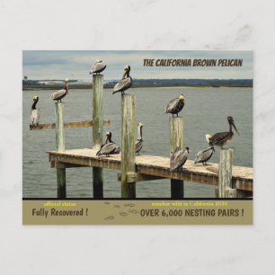Cartes Pour Fêtes Annuelles La Californie Brown Pelican -