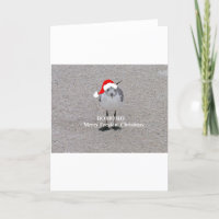 La mouette de Noël