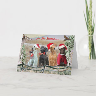 Cartes Pour Fêtes Annuelles Lab Tis The Season Cards