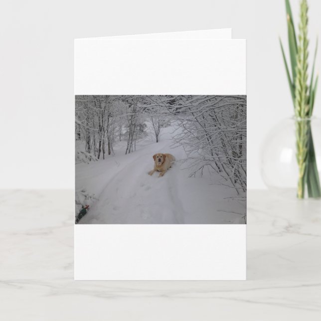 Cartes Pour Fêtes Annuelles Laboratoire jaune détendant dans la neige fraîche (Devant)