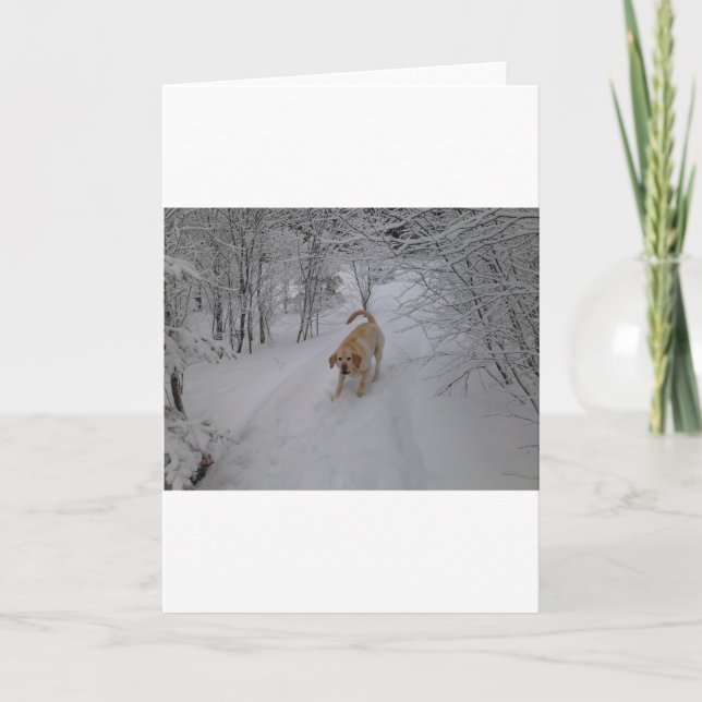 Cartes Pour Fêtes Annuelles Laboratoire jaune jouant dans la neige fraîche (Devant)