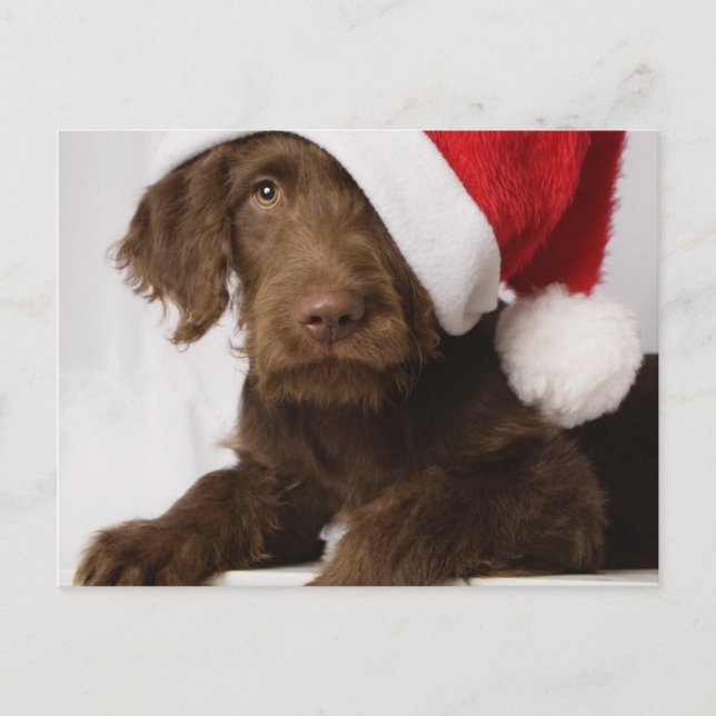 Cartes Pour Fêtes Annuelles Labradoodle utilisant un casquette de Père Noël (Devant)