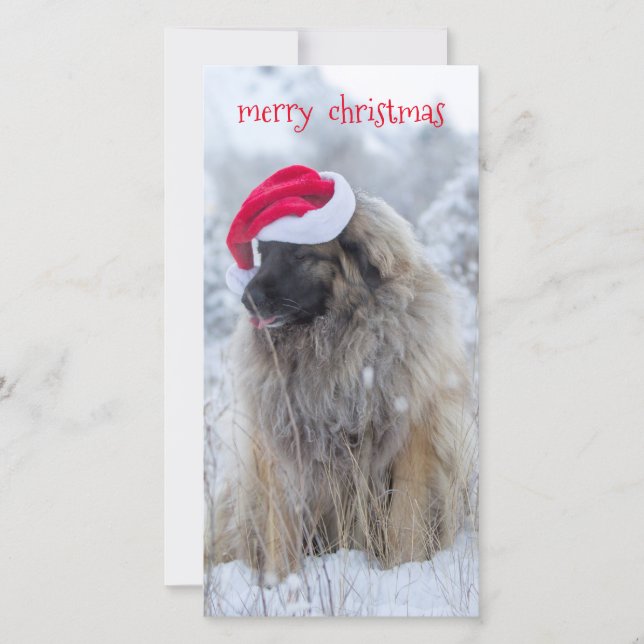 Cartes Pour Fêtes Annuelles langue Leonberger (Devant)