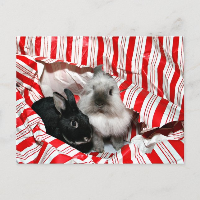 Cartes Pour Fêtes Annuelles lapins de Noël (Devant)