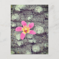 L'arbre à soie floss. Ceiba speciosa. Affiche