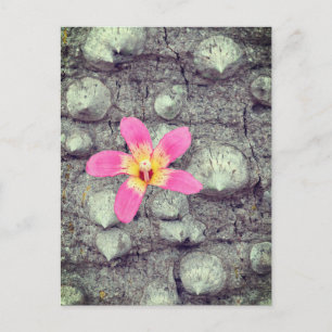 Cartes Pour Fêtes Annuelles L'arbre à soie floss. Ceiba speciosa. Affiche
