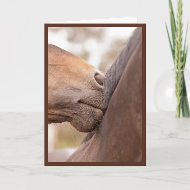 Cartes Pour Fêtes Annuelles Le cheval poussent du nez Valentine (Devant)