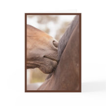 Le cheval poussent du nez Valentine