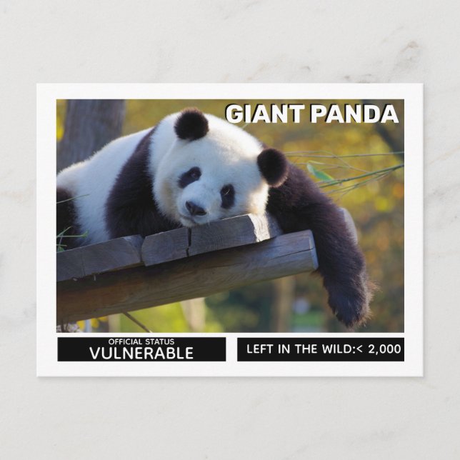 Cartes Pour Fêtes Annuelles Le panda géant est une espèce vulnérable (Devant)