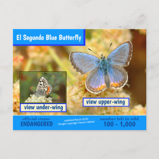 Cartes Pour Fêtes Annuelles Le papillon bleu El Segundo est en danger -3/2020 