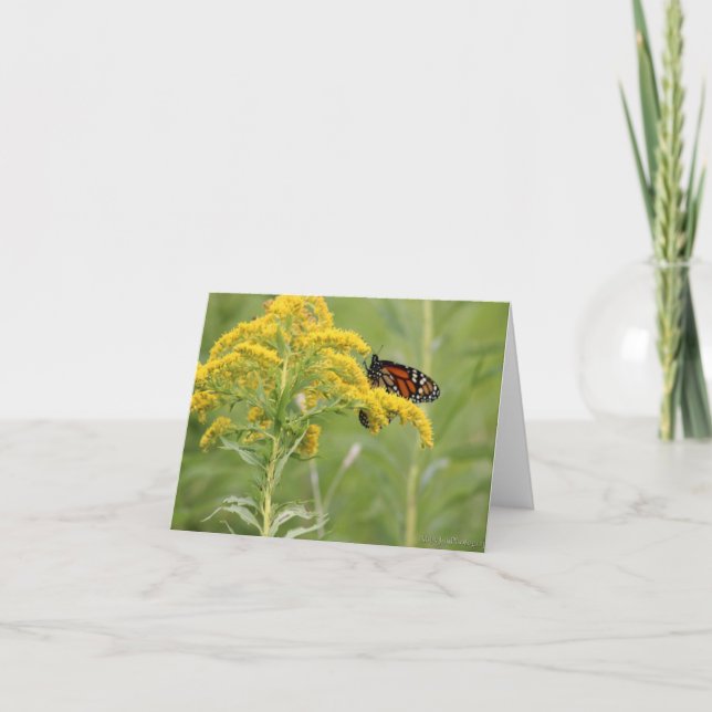 Cartes Pour Fêtes Annuelles Le papillon Monarque sur l'algue dans un champ (Devant)