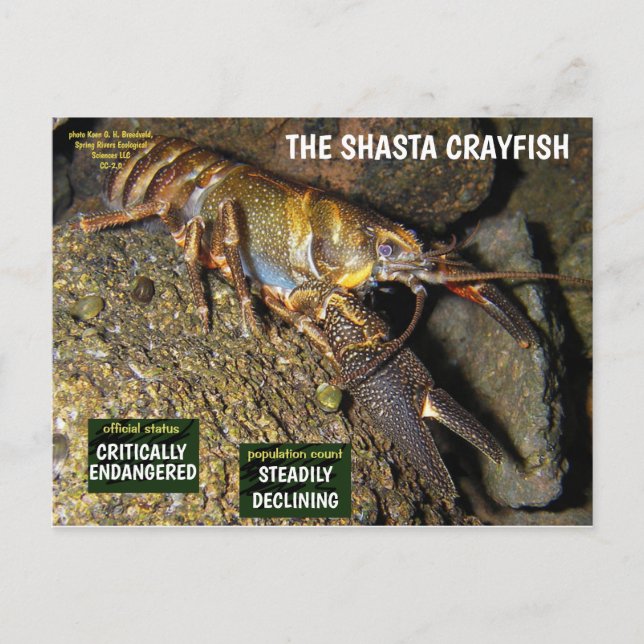 Cartes Pour Fêtes Annuelles L'écrevisse Shasta est en danger - 3 - (Devant)