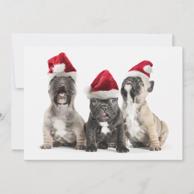 Cartes Pour Fêtes Annuelles Les chiots de bouledogue français chantent les (Devant)