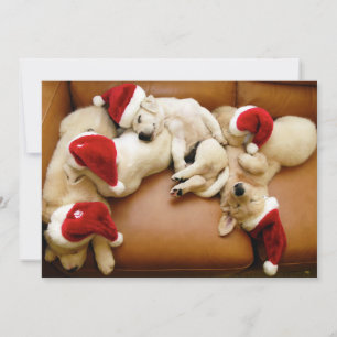 Cartes Pour Fêtes Annuelles Les jours de Noël des chiens