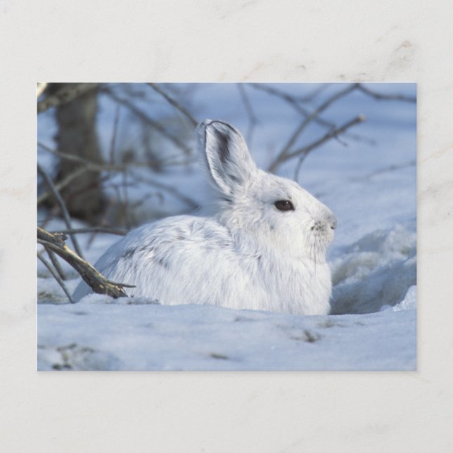Cartes Pour Fêtes Annuelles Lièvre de raquette reposant dans la neige (Devant)