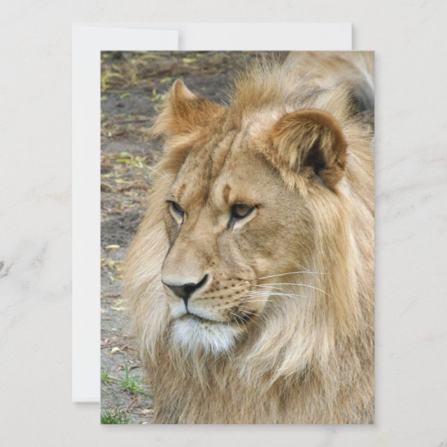 Cartes Pour Fêtes Annuelles Lion 011 (Devant)