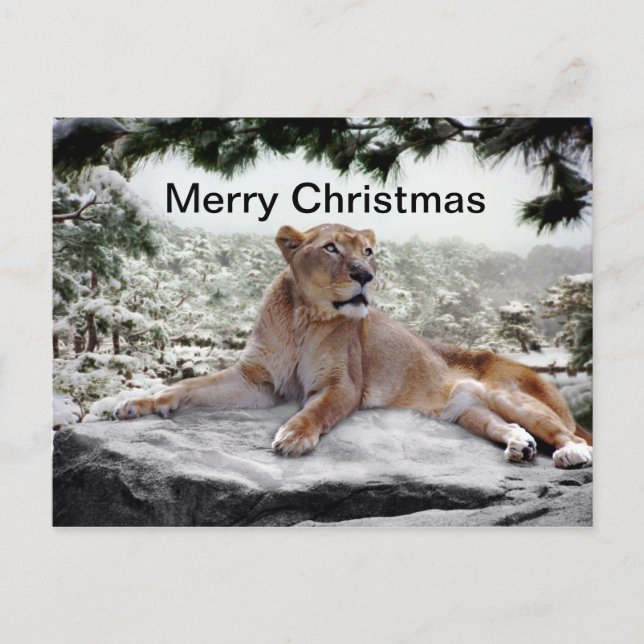 Cartes Pour Fêtes Annuelles Lion à Noël (Devant)