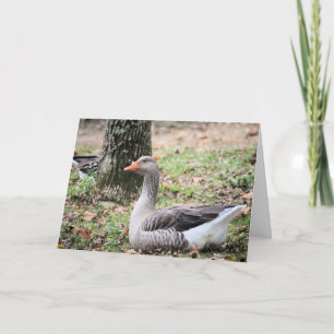 Cartes Pour Fêtes Annuelles Liquide