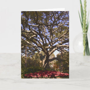 Cartes Pour Fêtes Annuelles Live Oak and Poinsettias