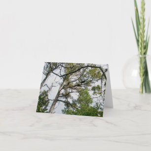 Cartes Pour Fêtes Annuelles Lob Lolly Pine Trees OBX Note Card