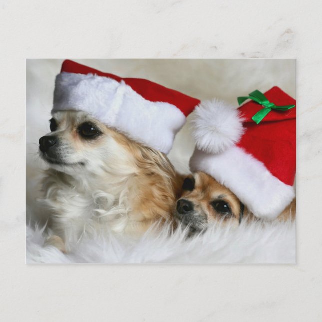 Cartes Pour Fêtes Annuelles Longhair chihuahuas (Devant)