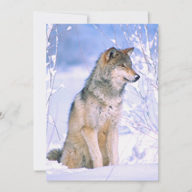 Cartes Pour Fêtes Annuelles Loup de bois assis dans la neige (Devant)