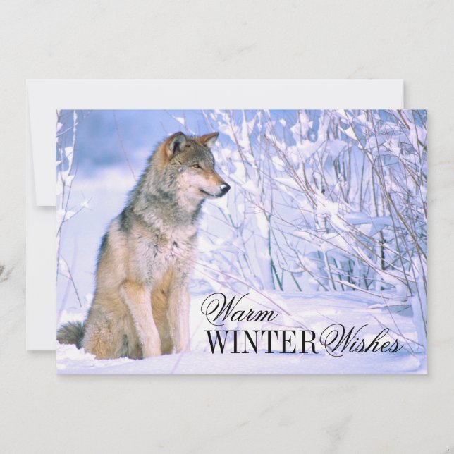 Cartes Pour Fêtes Annuelles Loup gris assis dans la neige (Devant)