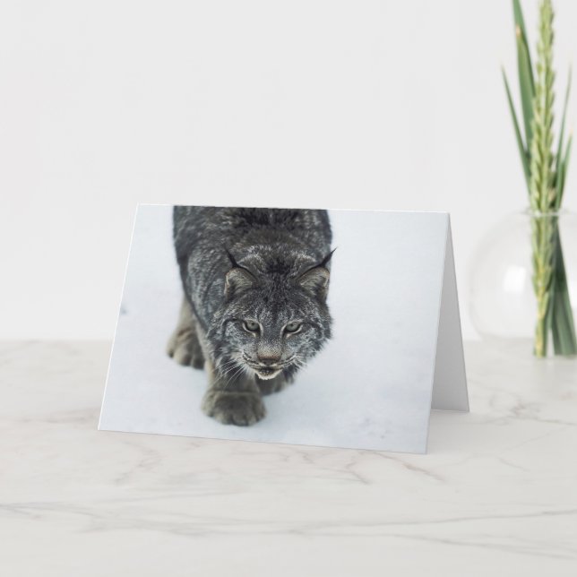 Cartes Pour Fêtes Annuelles Lynx Winter (Devant)