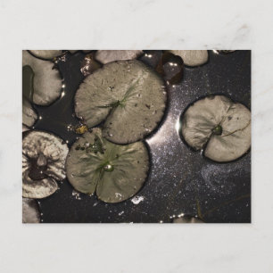 Cartes Pour Fêtes Annuelles Lys d'eau