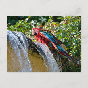 Cartes Pour Fêtes Annuelles Macaw à ailes vertes à côté d'une cascade