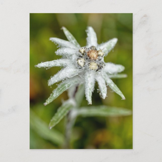 Cartes Pour Fêtes Annuelles Macro de fleur edelweiss (Devant)