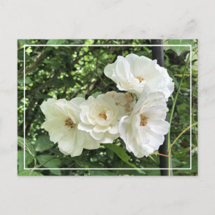 Cartes Pour Fêtes Annuelles Magnifique Cluster Roses Blanches Chic Floral Cart